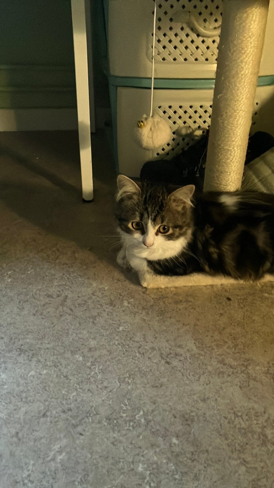 Noorse boskitten, Poes, Met stamboom, 0 tot 2 jaar