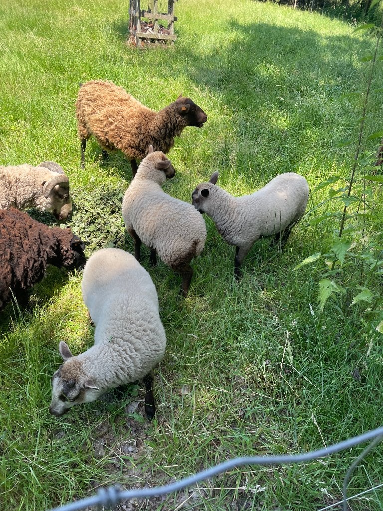 2 jonge shetland ooien, Vrouwelijk, Schaap, 0 tot 2 jaar