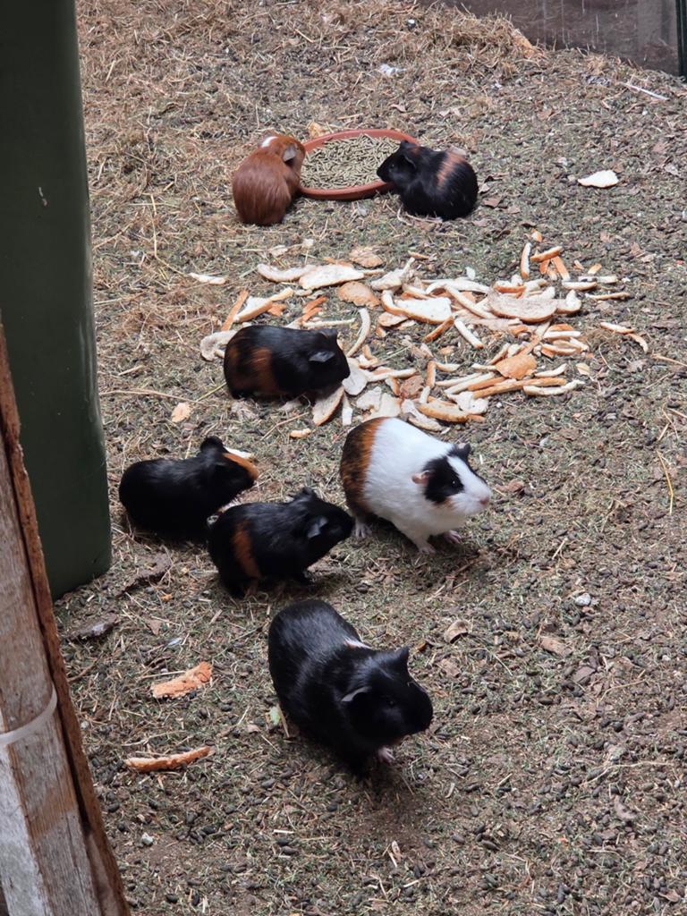 Cavia's, Maart, Cavia
