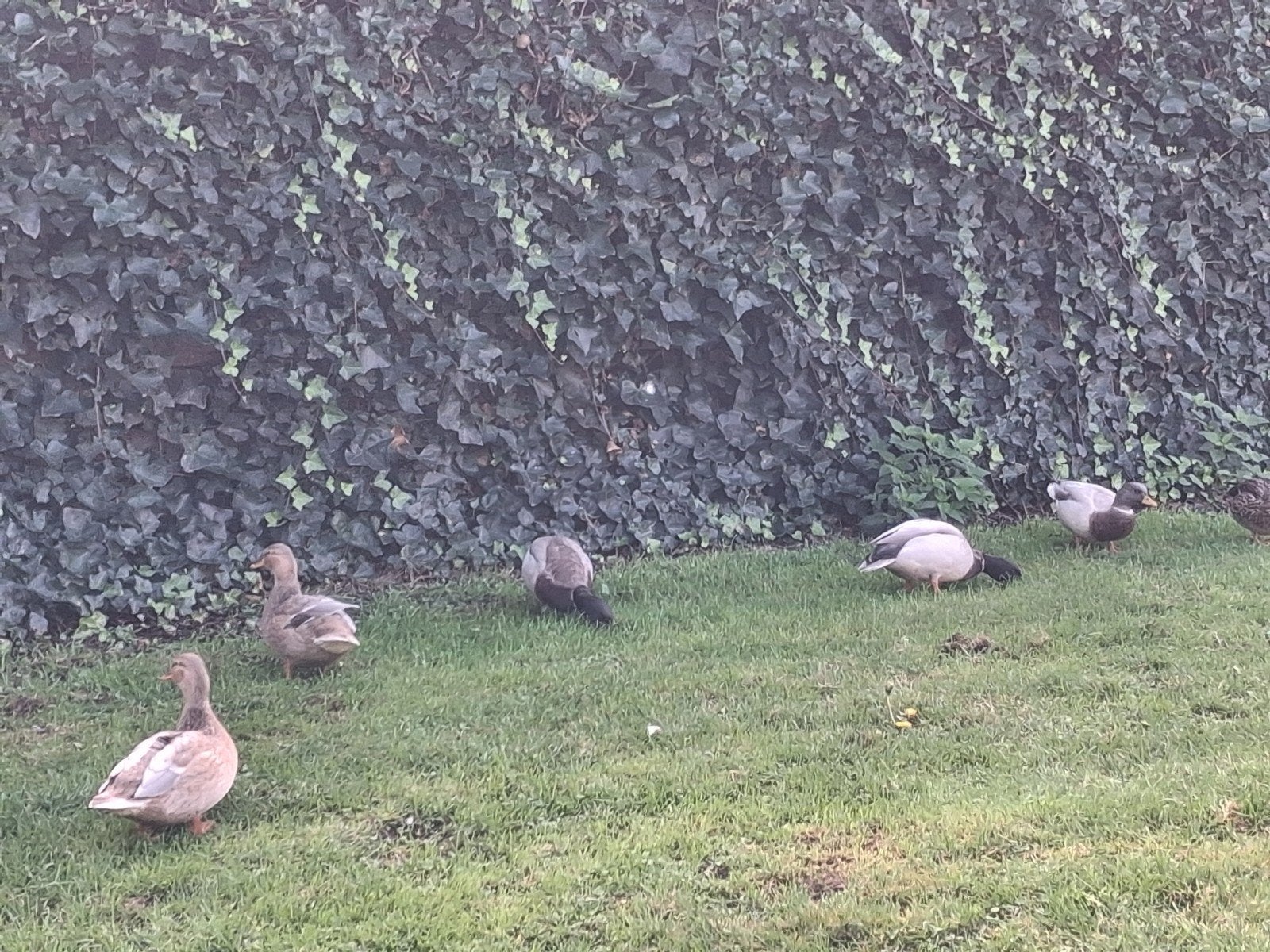 Hollandse kwaker  3, Dieren en Toebehoren