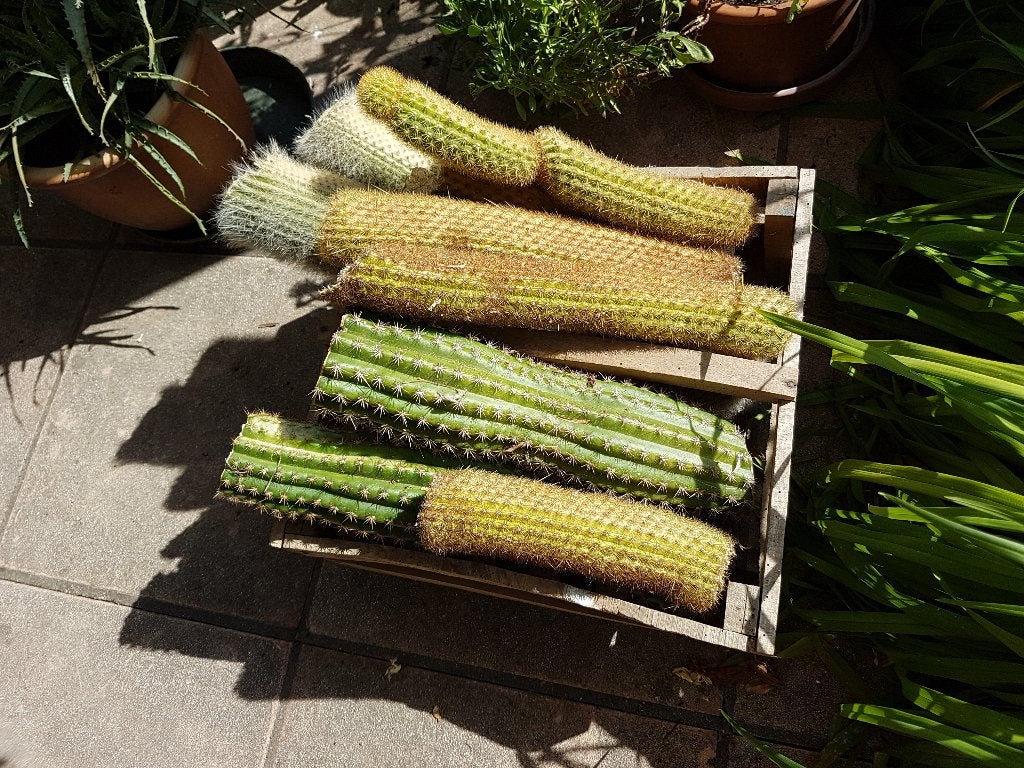 Cactussen, Huis en Inrichting, Kamerplanten, Cactus, Minder dan 100 cm, Volle zon, Ophalen