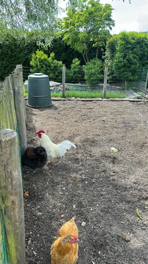 Wit haantje, Mâle, Poule ou poulet