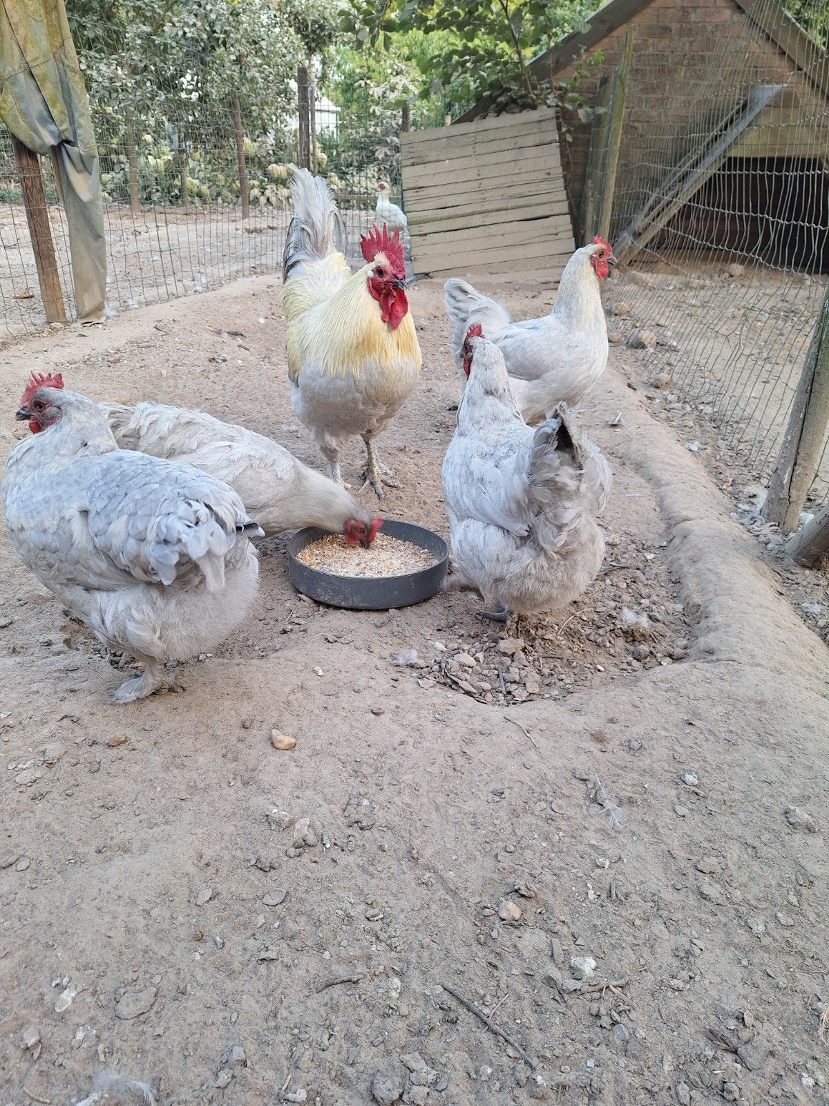 marans lavendel, Dieren en Toebehoren, Pluimvee, Meerdere dieren, Kip