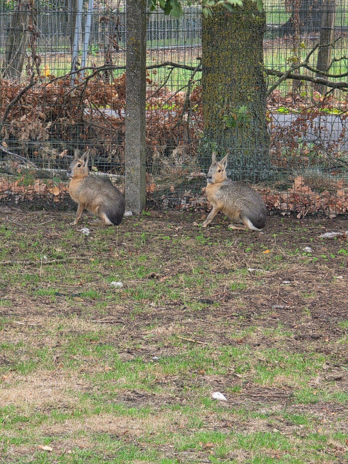 mara's te koop, Mars, Plusieurs animaux