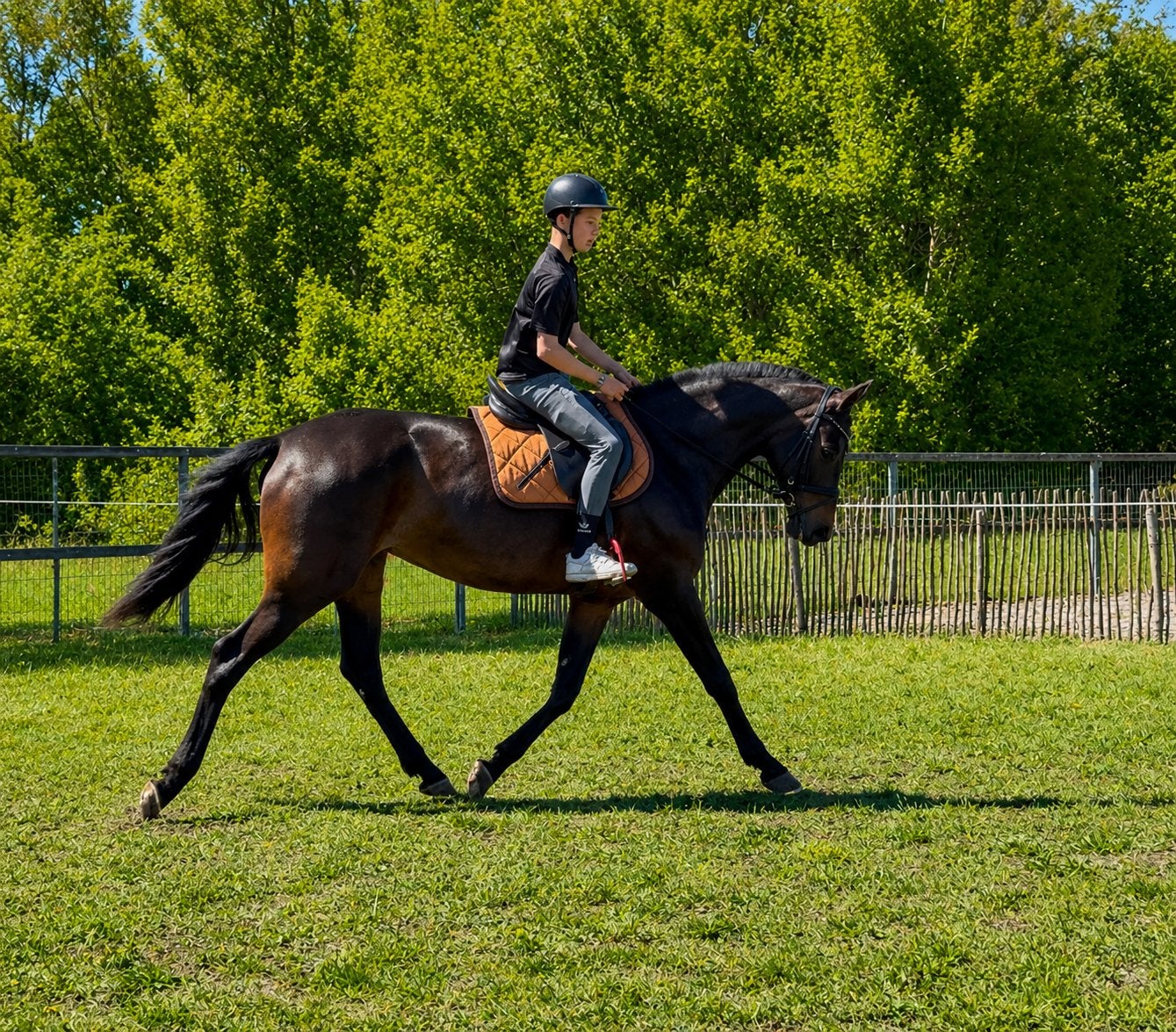 Brave 15 jarige M1 dressuur merrie VANDAAG OPHALEN, Dieren en Toebehoren, Merrie, Met stamboom, M, Dressuurpaard