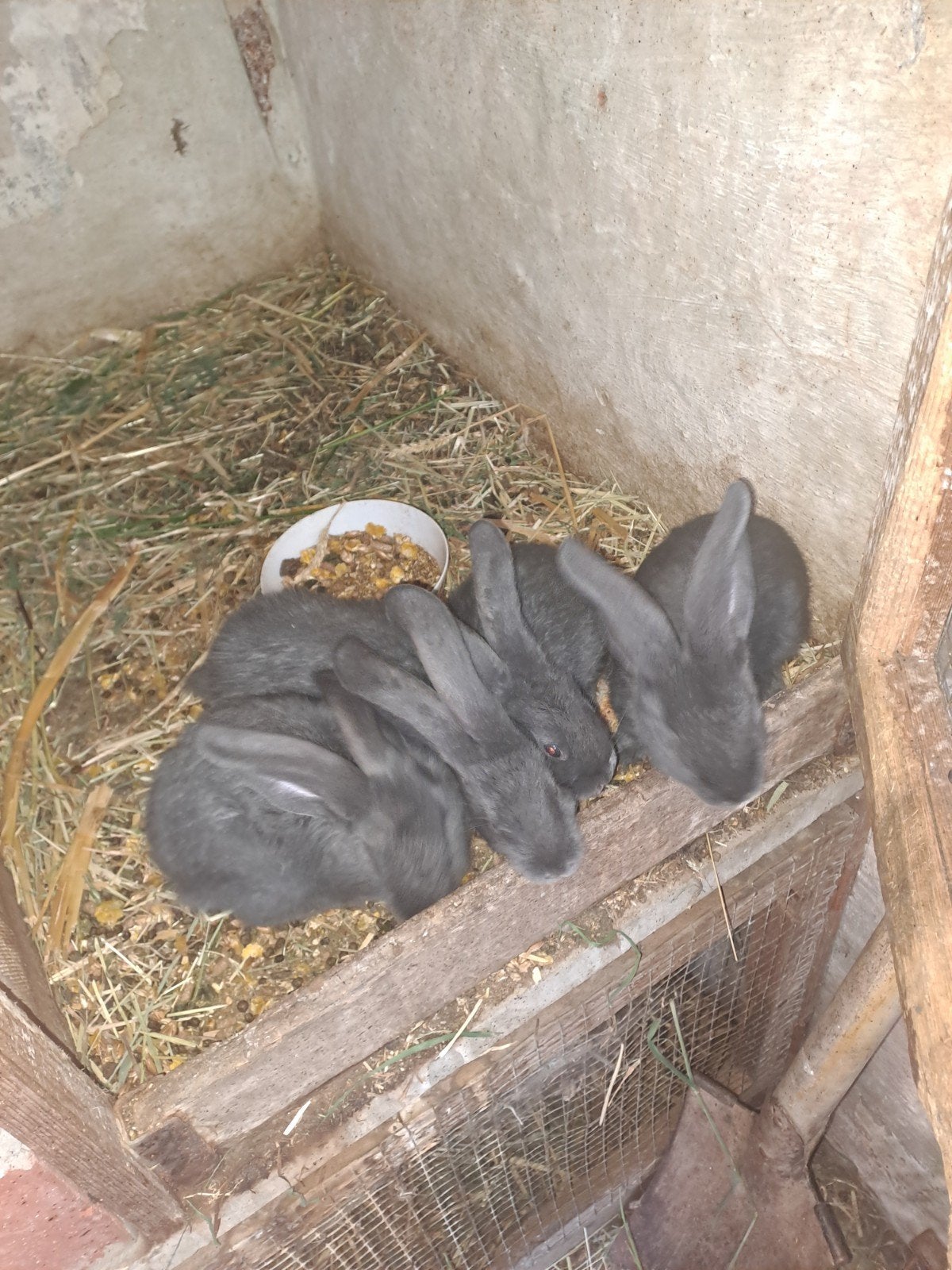 Vlaamse reuzen babys, Sexe inconnu, Grand, 0 à 2 ans