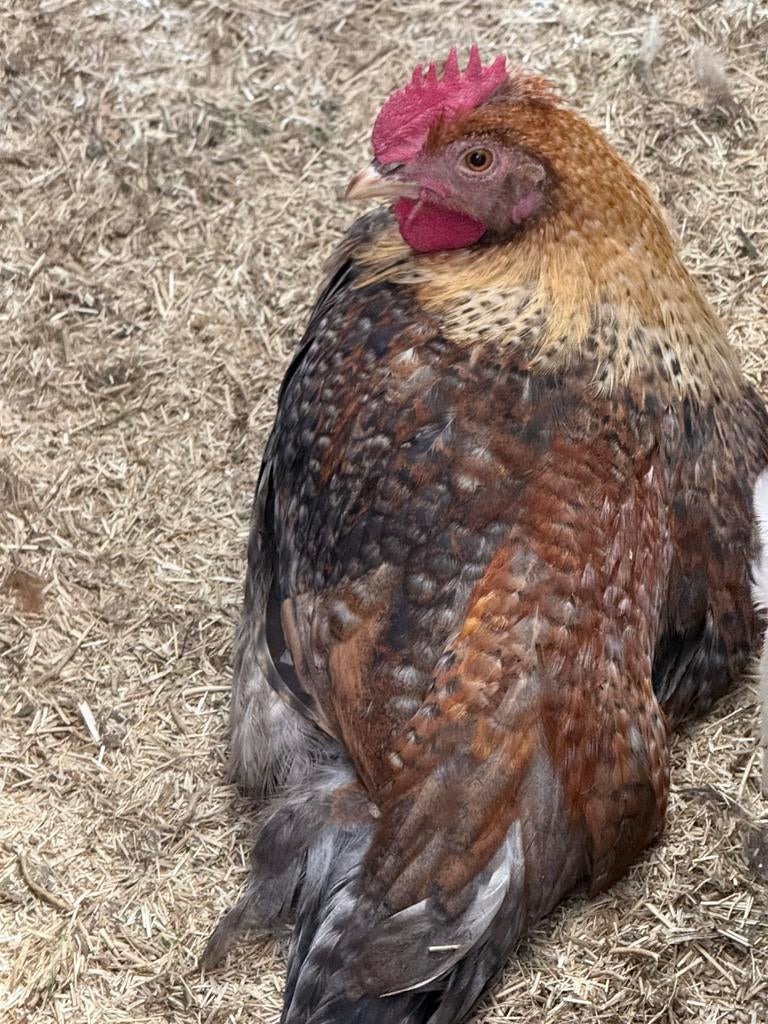 Haantjes easterleggers, Dieren en Toebehoren, Mannelijk, Kip