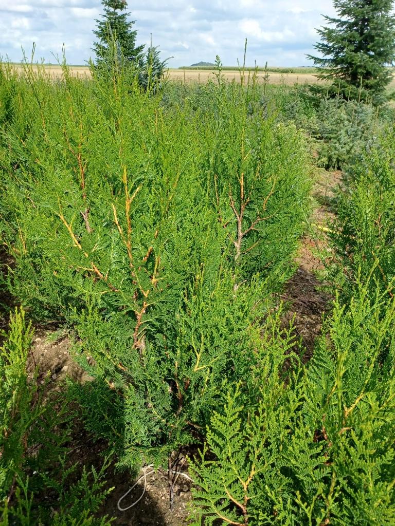 Thuja atrovirens, Ophalen, Conifeer, Haag, 100 tot 250 cm