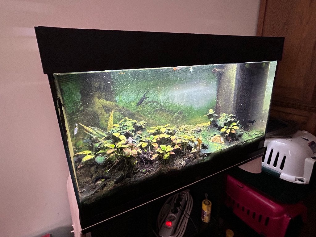 Aquarium, Ophalen, Gebruikt, Pomp, Gevuld zoetwateraquarium