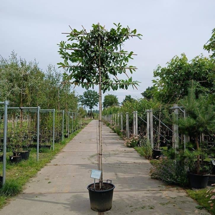 Leilaurier – Groenblijvende Leiboom voor Elke Tuin