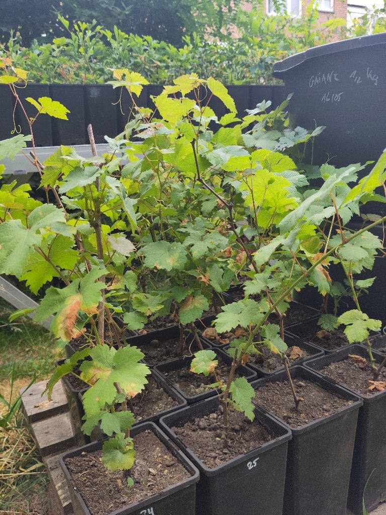 Wijnstok, witte druif, Ophalen, Lente, Overige soorten, Volle zon