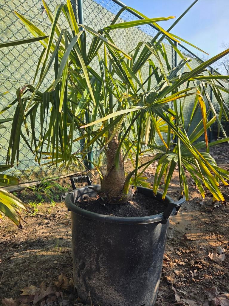 Palmboom trachycarpus fortunei 30 cm stam, Tuin en Terras, Ophalen, Palmboom