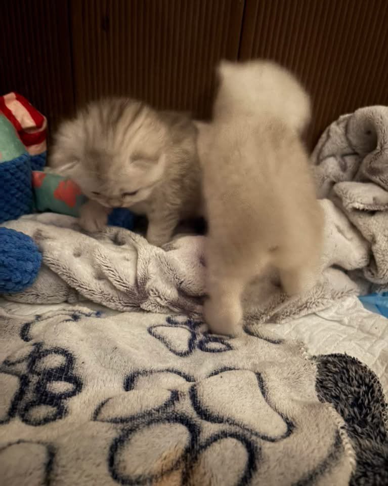 Britse korthaar kittens, Meerdere dieren, Gechipt, 0 tot 2 jaar