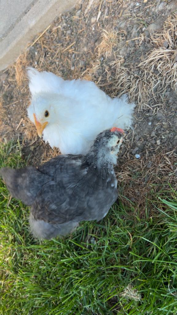 2 super jolies poussins - de jeunes poules, Femelle, Poule ou poulet