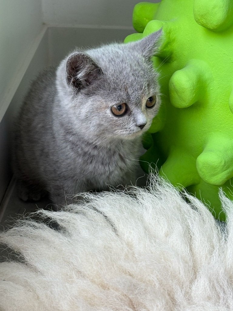 Britse Korthaar kittens met afstammingsbewijs, Animaux & Accessoires, Chats & Chatons | Chats de race | Poil ras, Plusieurs animaux