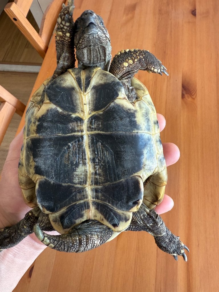 schildpad, Tortue