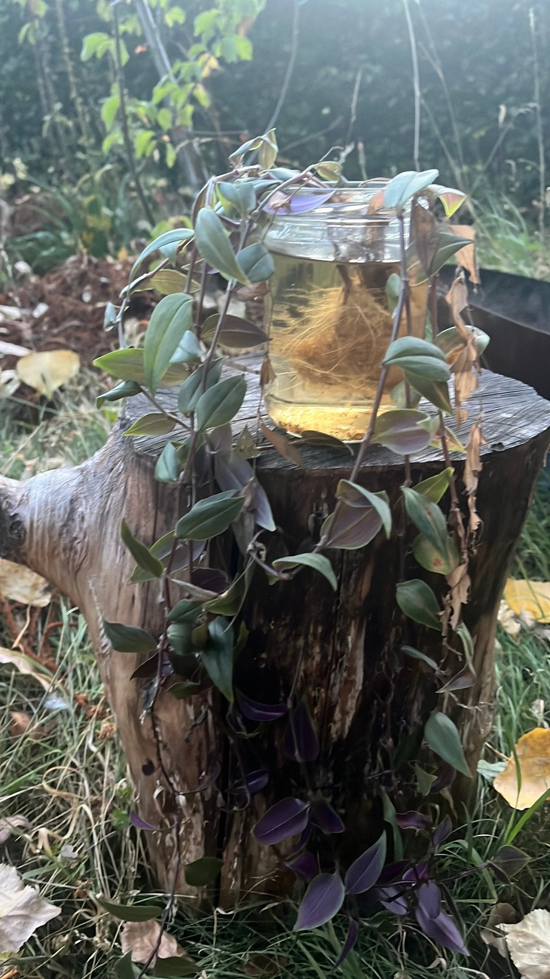 Stekjes tradescantia, Huis en Inrichting, Kamerplanten, Ophalen