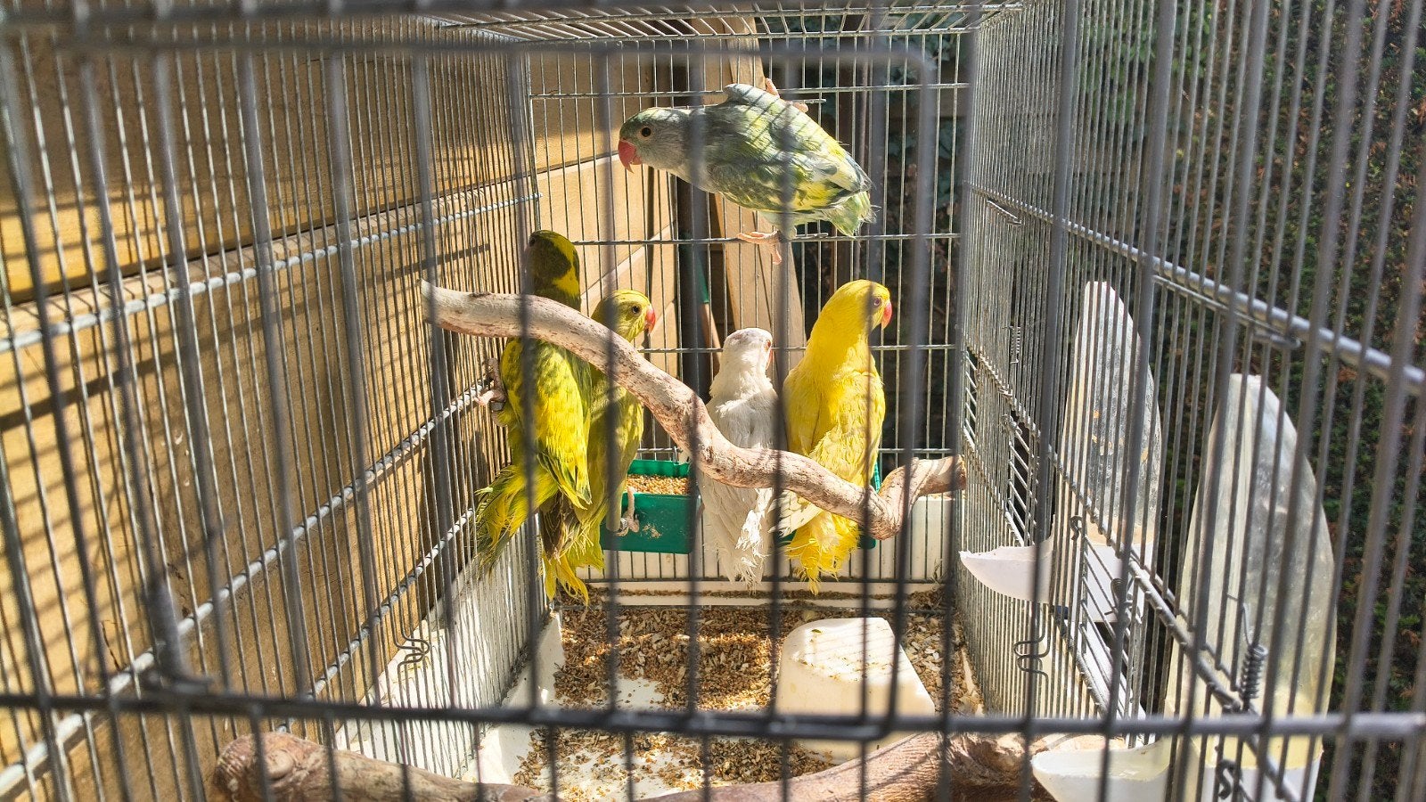 handtamme halsbanden, Plusieurs animaux, Perruche, Domestique