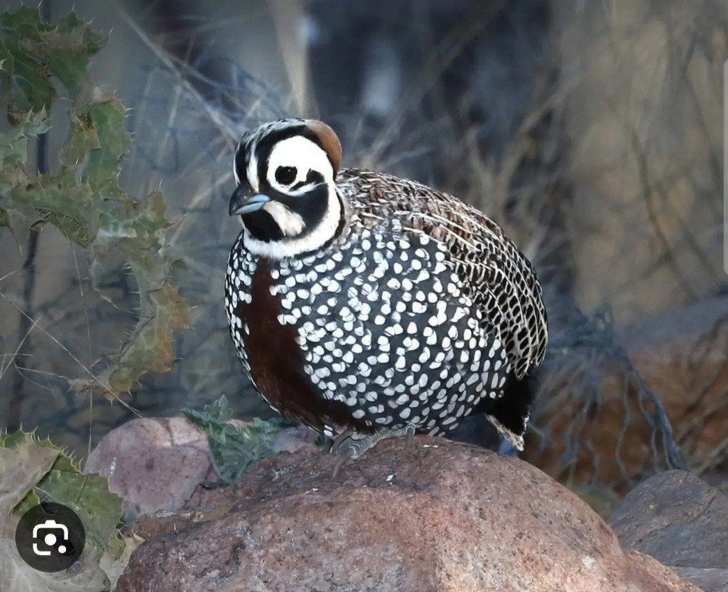 montezuma kwartel, Geringd
