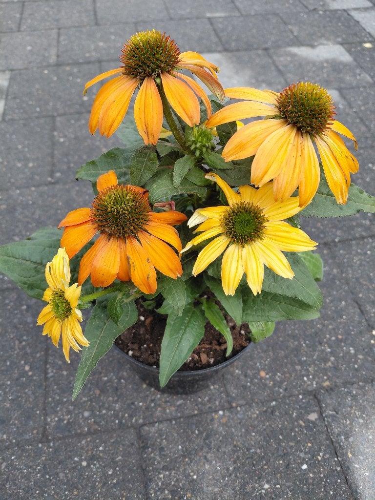Echinacea Tiki Torch, Ophalen