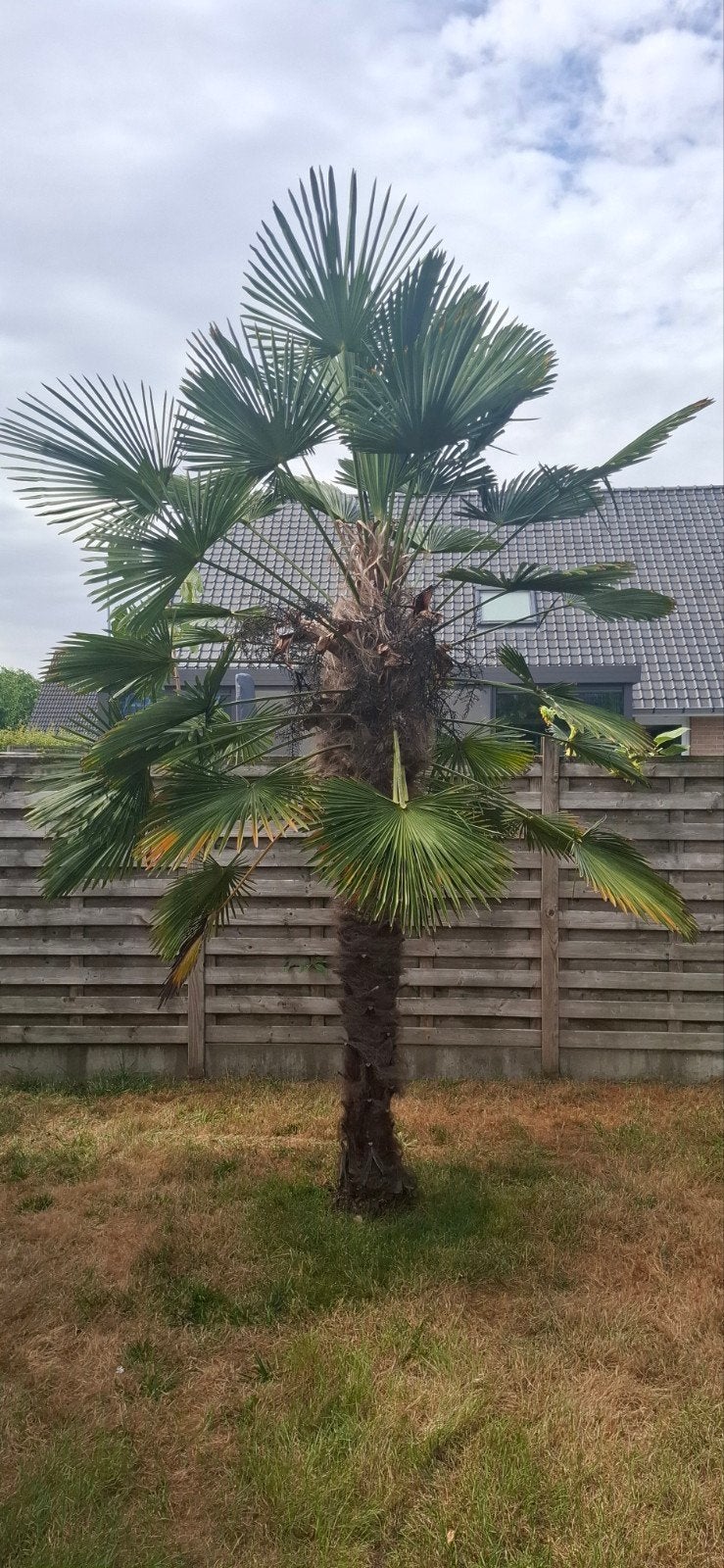 Trachycarpus Wagnerianus stamhoogte 2m40, Tuin en Terras, Ophalen