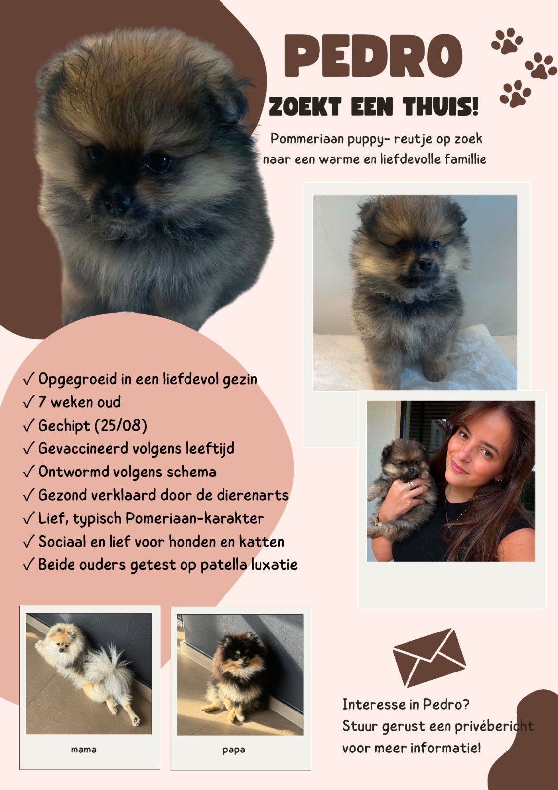 Puppy’s uit eigen nestje- pomeriaan puppy, Dieren en Toebehoren, Ophalen