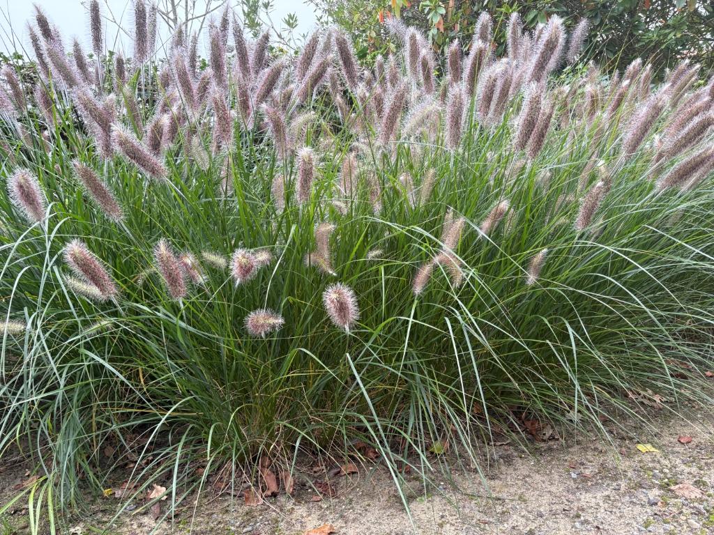 Pennisetum Alopecuroides Viridescens., Tuin en Terras, Ophalen, Volle zon, Vaste plant, Siergrassen
