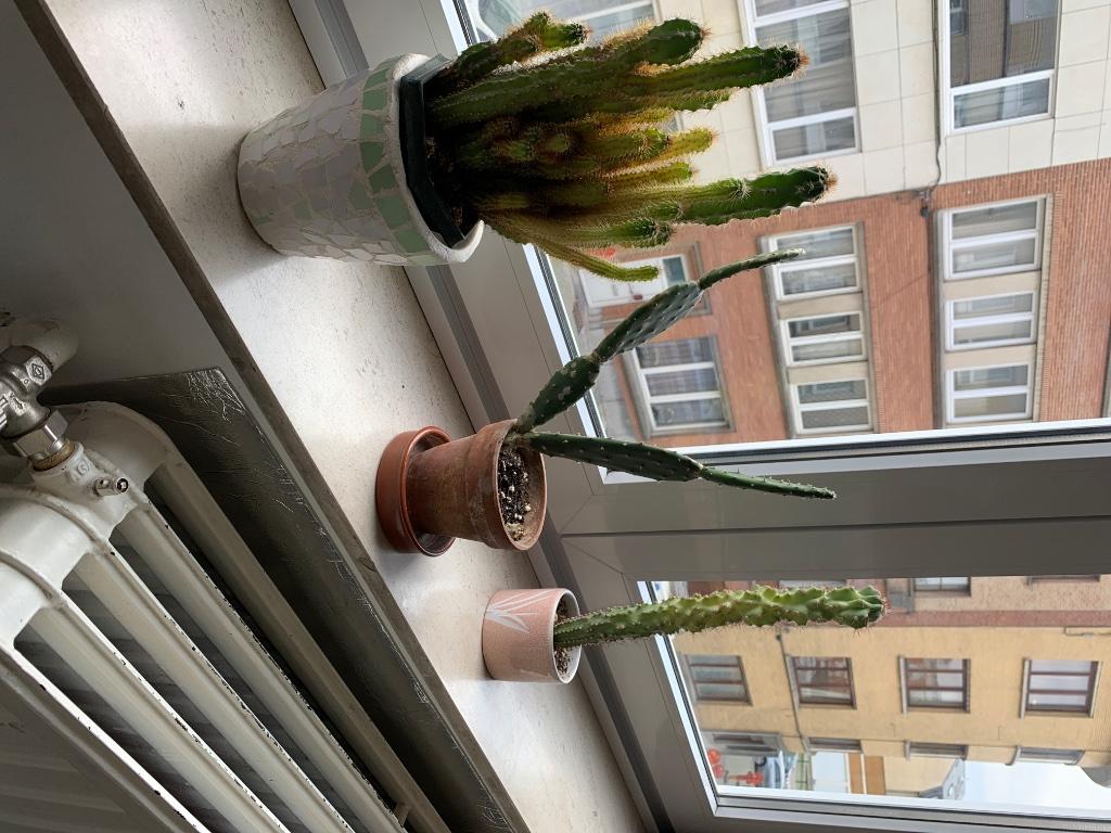 Cactus, Enlèvement ou Envoi, Cactus, Moins de 100 cm