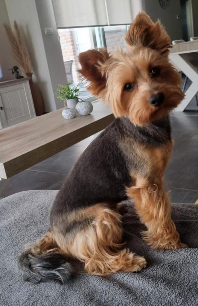 Yorkshire Terrier, Animaux & Accessoires, 3 à 5 ans, Chien (mâle), Hépatite contagieuse (maladie de Rubarth), Belgique