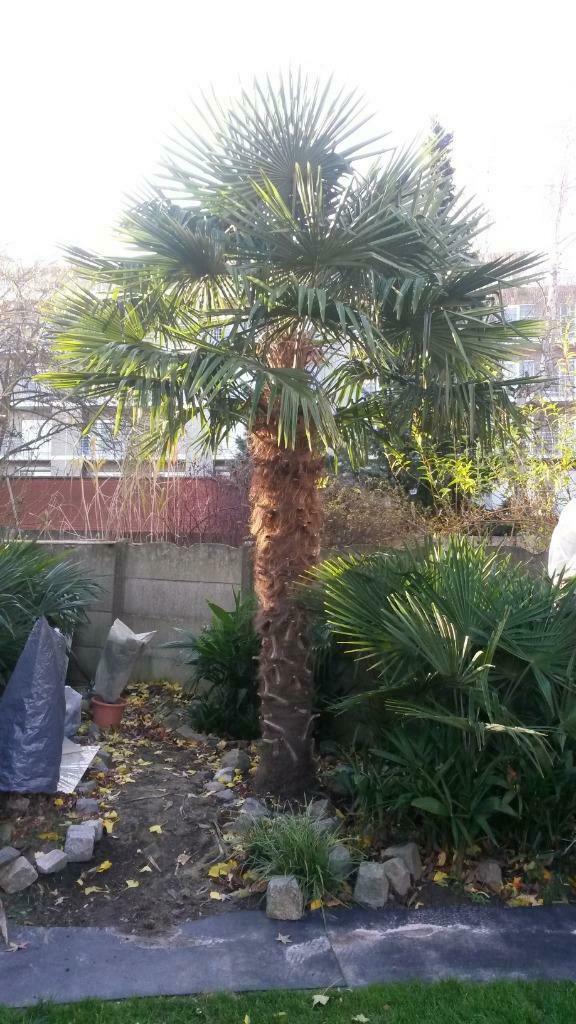 Palmboom Trachy Carpus Fortunei Zaden, Enlèvement, En pot, Palmier
