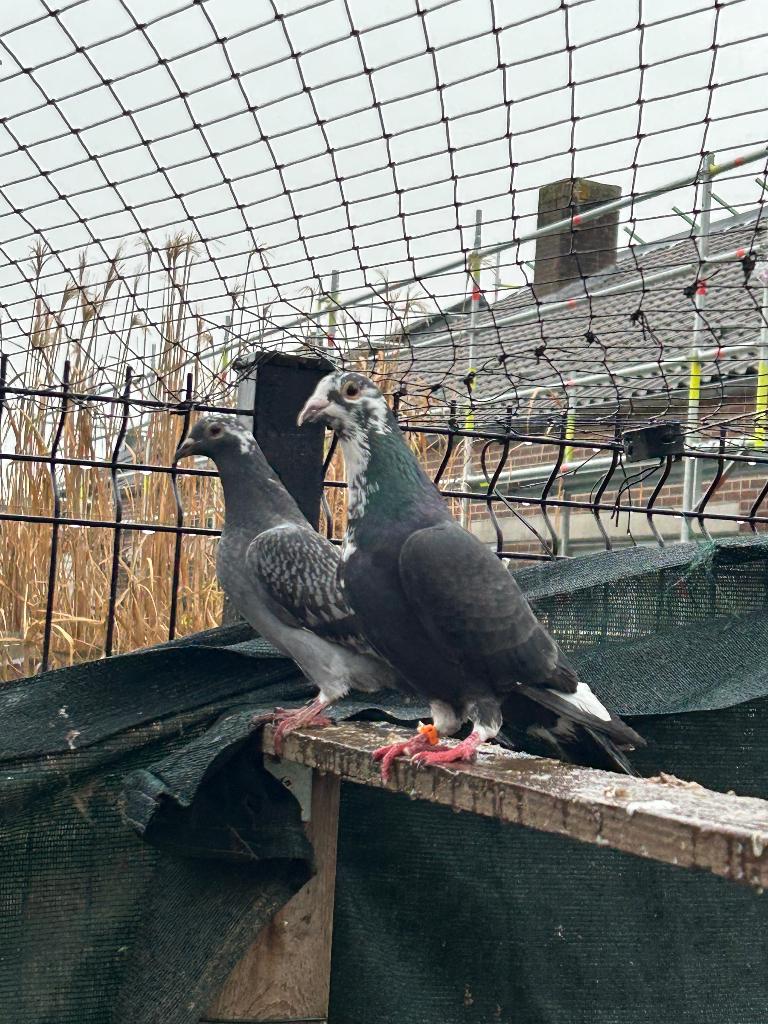 Kleur post duiven -> piepers eigen kweek van eind 2025, Dieren en Toebehoren, Vogels | Duiven, Geslacht onbekend, Postduif