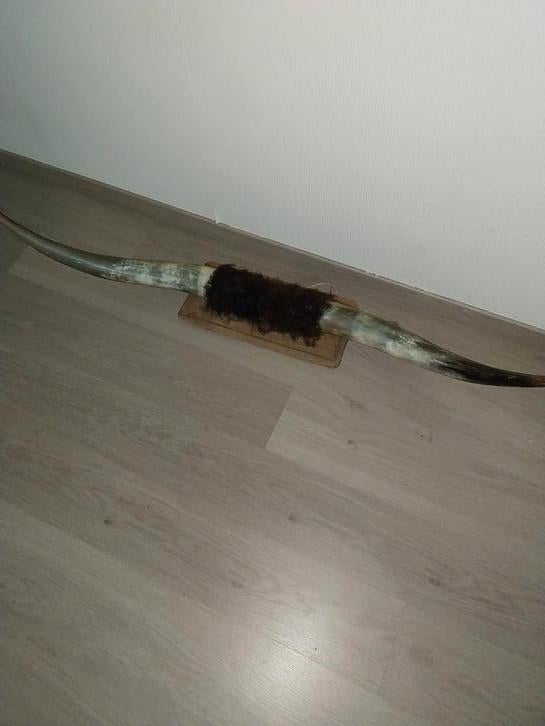 Tête de corne de bighorn, Antiquités & Art, Enlèvement ou Envoi