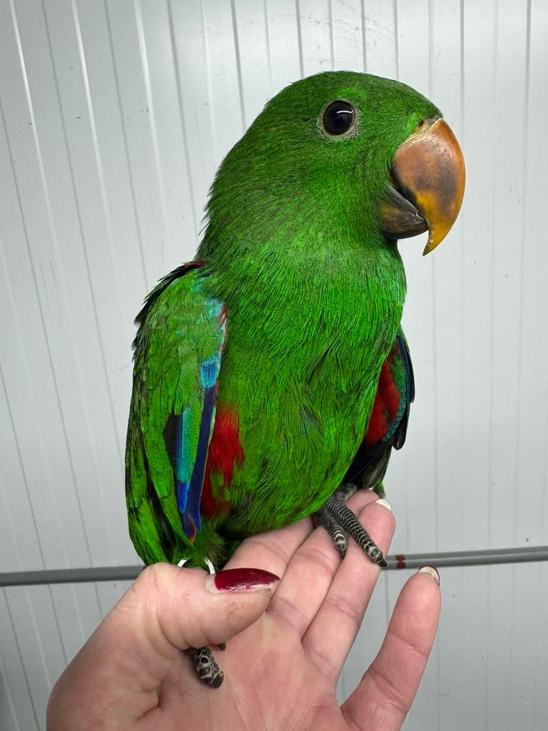 Super tamme jonge Edelpapegaai, Dieren en Toebehoren, Vogels | Parkieten en Papegaaien, Papegaai, Mannelijk, Pratend, Tam, Geringd