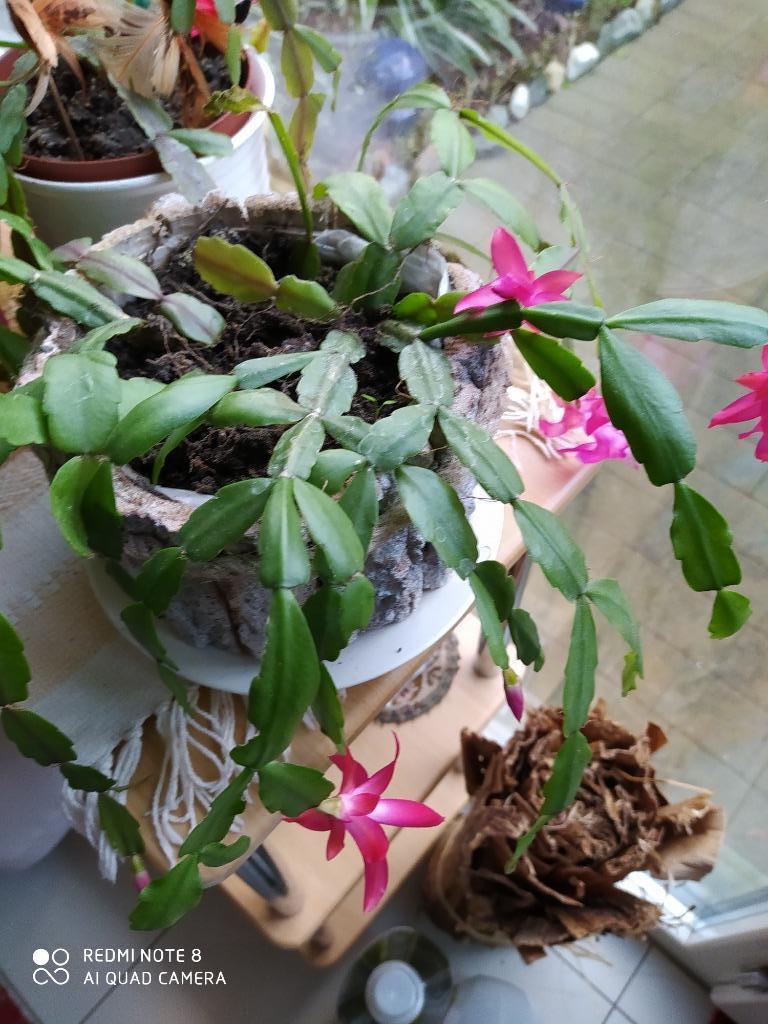 kerstcactus die donkerroze bloemen geeft, Huis en Inrichting, Kamerplanten, Bloeiende kamerplant, Halfschaduw, Ophalen of Verzenden