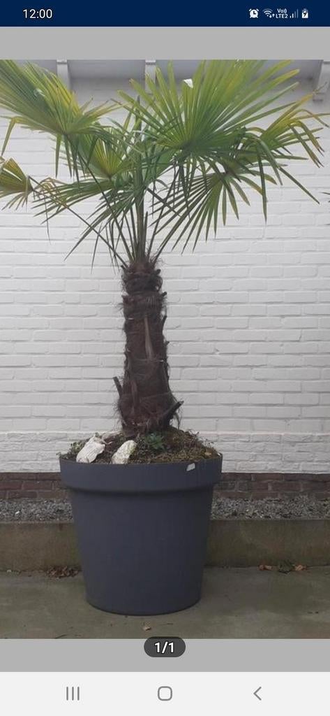 Palmboom Trachycarpus Fortnei, Enlèvement, Palmier