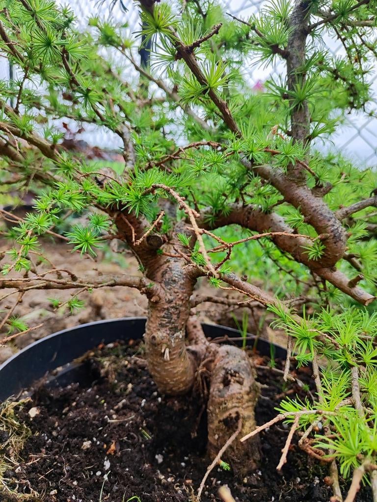 startplant bonsai larix, Ophalen, In pot