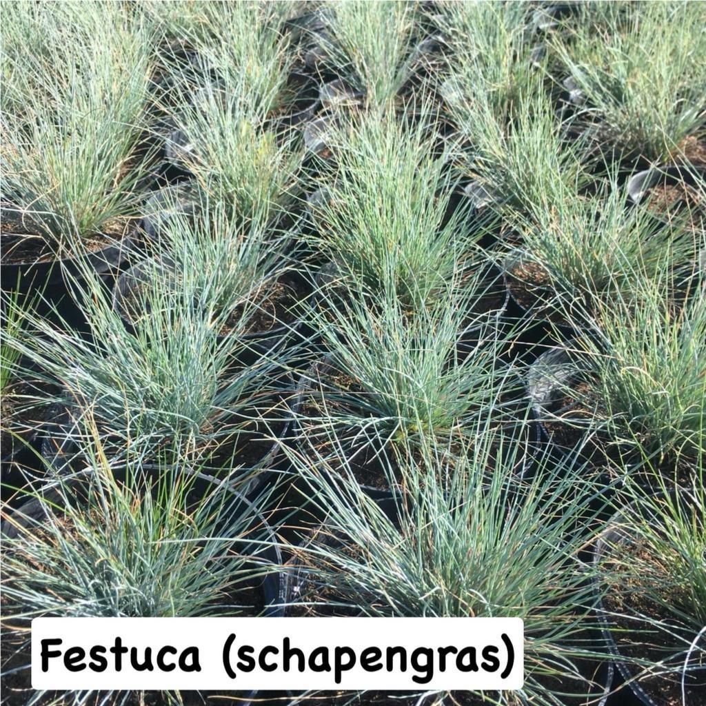 ‼️siergrassen aan promoprijzen ‼️, Jardin & Terrasse, Plantes | Jardin, Enlèvement, Graminées ornementales