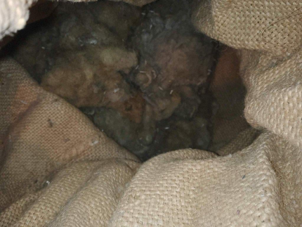 Laine de mouton, Beige, Enlèvement, Utilisé, Autres types