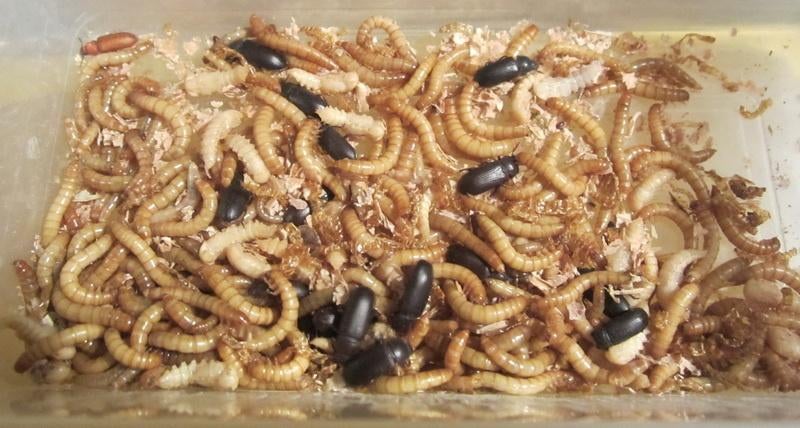 Startpakket MEELWORMEN KWEKEN vr reptiel, vis, vogels, kip.., Animaux & Accessoires, Nourriture pour Animaux, Enlèvement, Reptile ou Amphibien