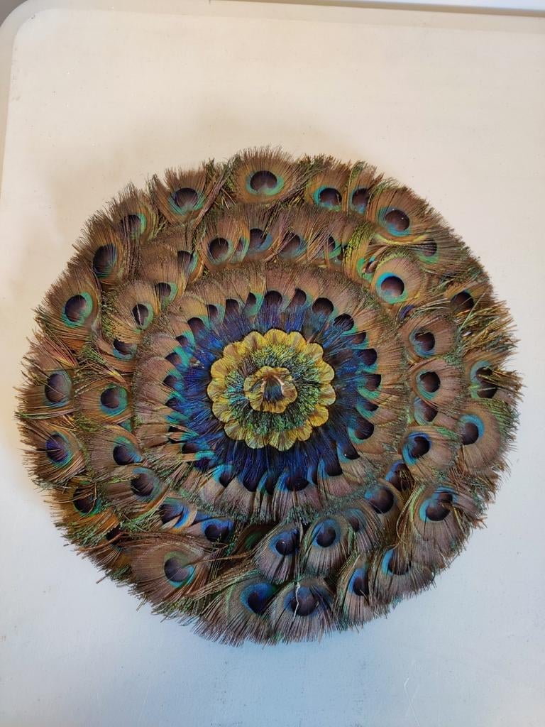Plumes de paon, Enlèvement ou Envoi, Comme neuf