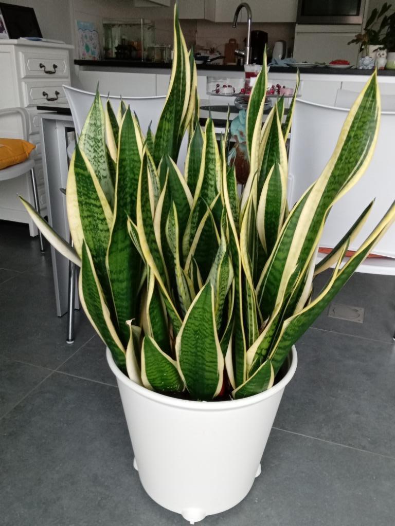 Sanseveria of vrouwentong groot in pot op wieltjes, Ophalen, In pot