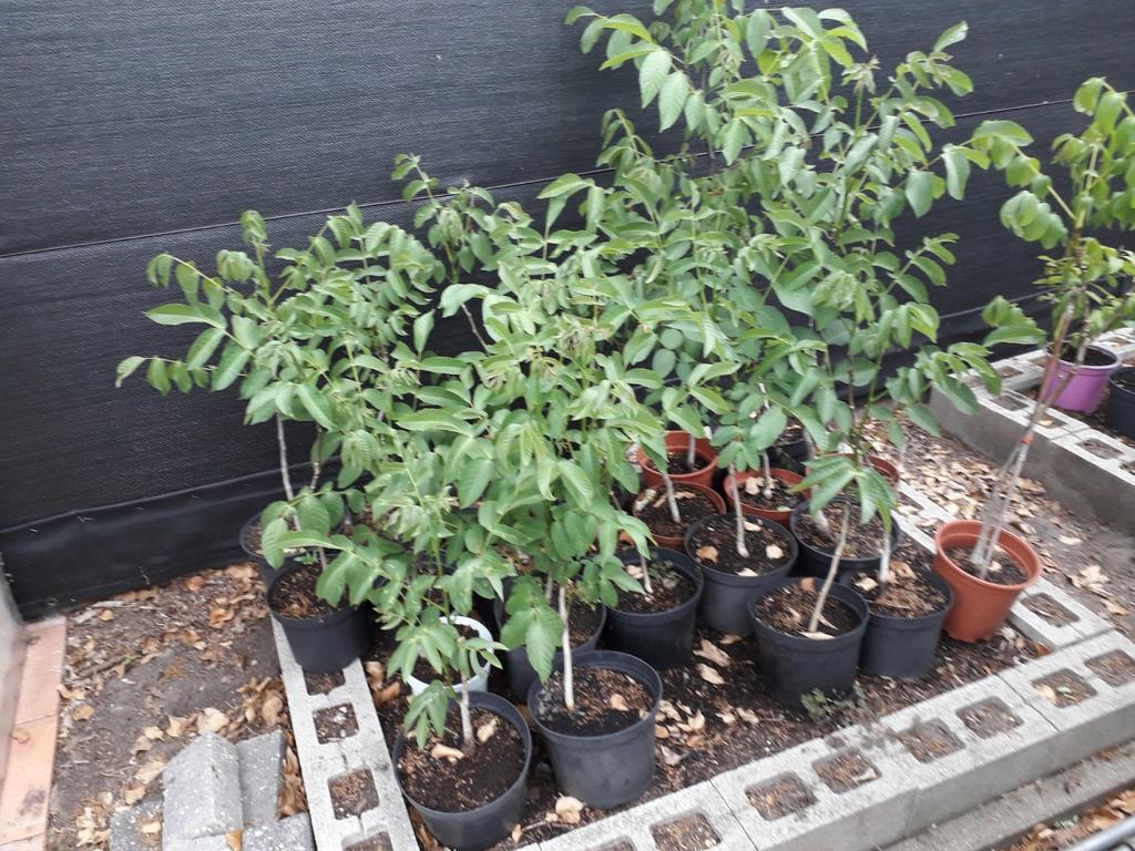 Jonge okkernoot boompjes, Tuin en Terras, Planten | Bomen, Ophalen