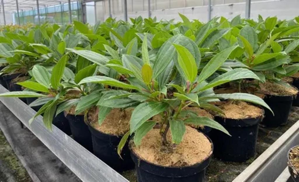 Viburnum davidii, Hagen en Sierheesters, Ophalen, Overige soorten, Haag, Minder dan 100 cm