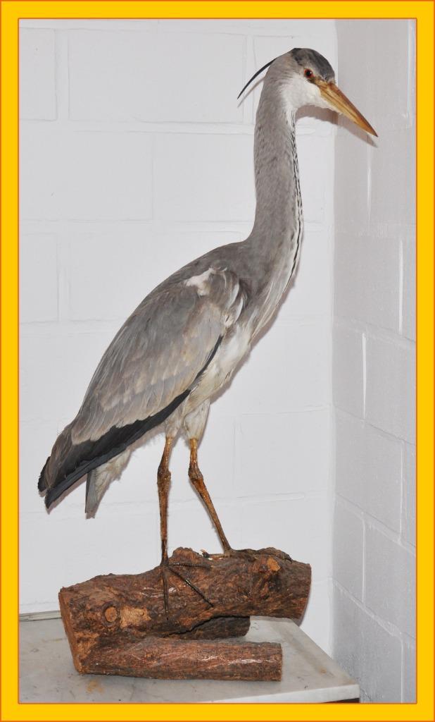 Zeer Mooie Reiger : Prachtexemplaar, Verzamelen, Ophalen, Vogel