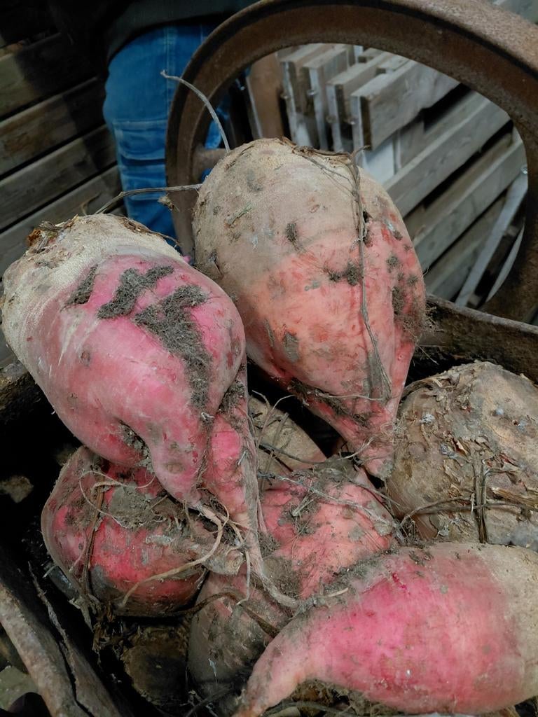 Voederbieten, Ophalen