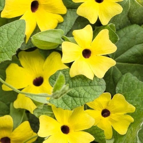 Graines jaunes de Thunbergia alata, récolte 2025, Enlèvement ou Envoi, Toute l'année, Graine