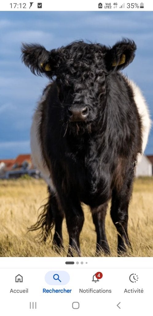 Cherche génisse galloway, Vrouwelijk, 0 tot 2 jaar