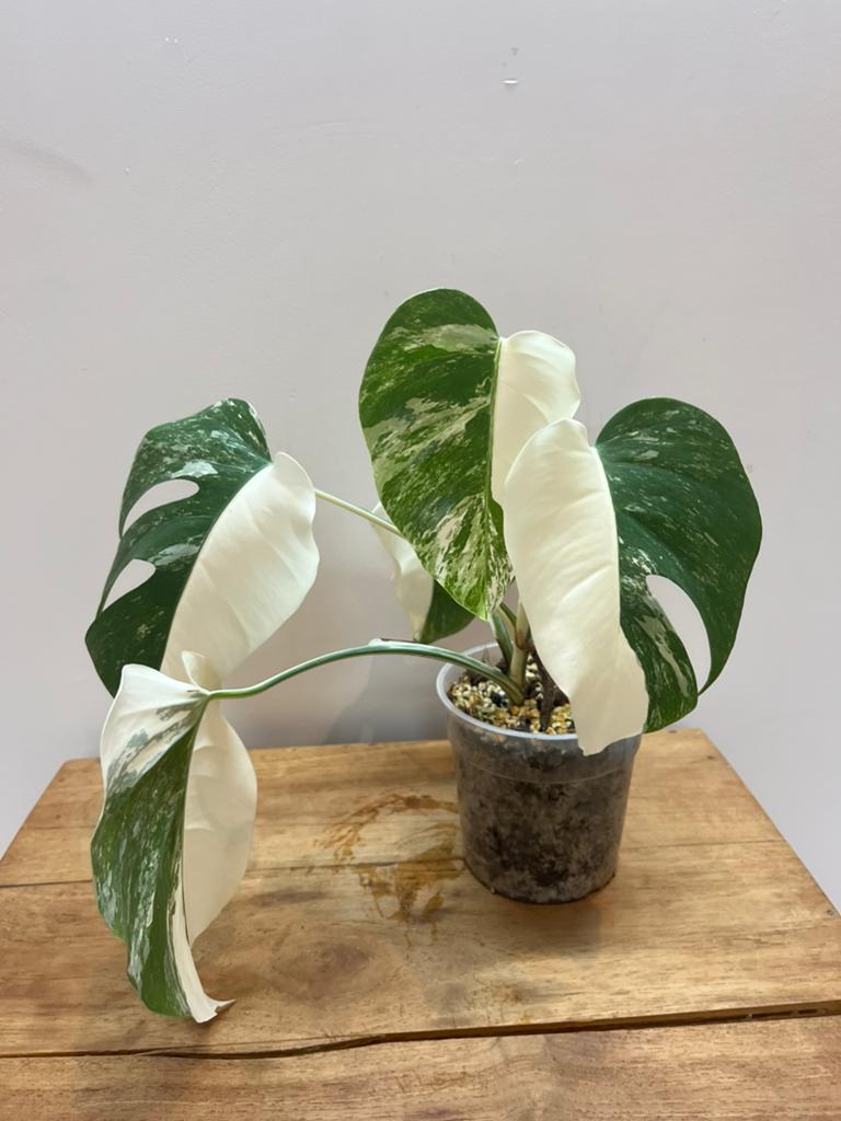 Monstera Deliciosa Albo Variegata Half Moon, Huis en Inrichting, Verzenden