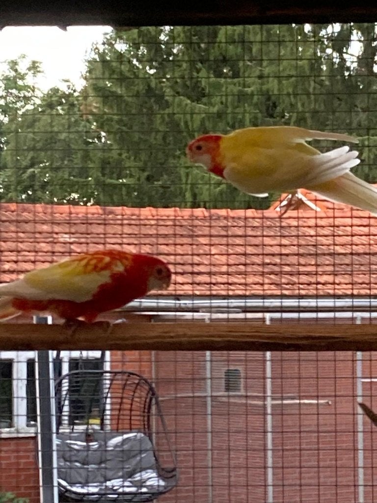 Parkieten, Dieren en Toebehoren, Meerdere dieren, Parkiet, Geringd