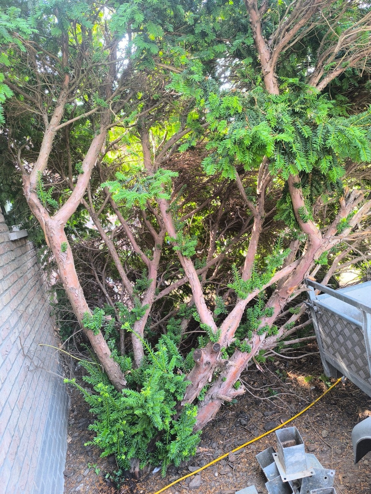 gratis grote taxus struik eventueel voor brandhout, Ophalen